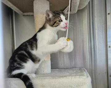 Europäische Hauskatze