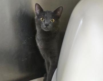 Europäische Hauskatze