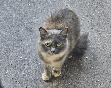 Langhaarkatze