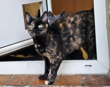 Europäische Hauskatze