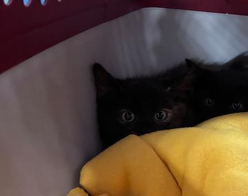 Europäische Hauskatze