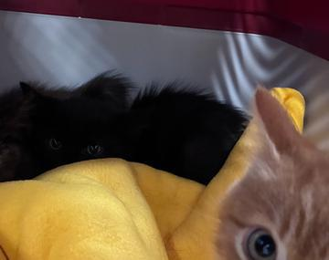 Europäische Hauskatze