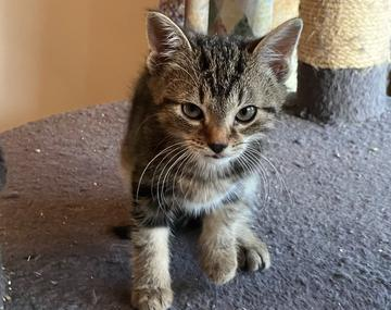 Europäische Hauskatze