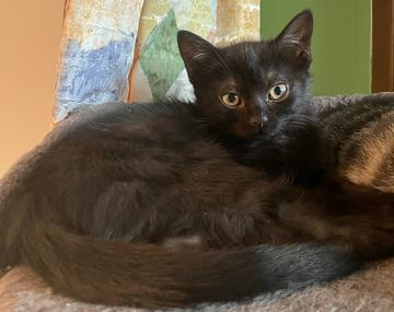Europäische Hauskatze