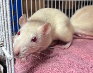 Ratte