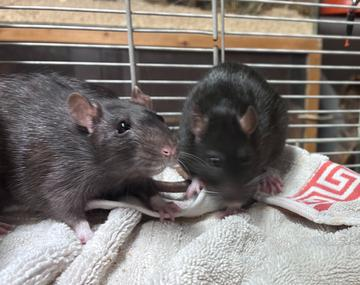 Ratte