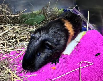 Meerschweinchen