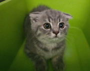 Fundtier Tier-ID 41799