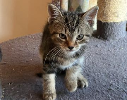 Fundtier Tier-ID 42119