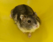 Fundtier Tier-ID 42046
