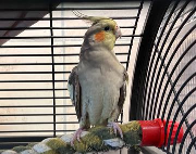 Fundtier Tier-ID 42098