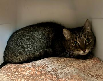 Europäische Hauskatze