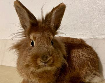 Kaninchen