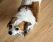 Fundtier Tier-ID 39318