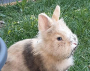 Fundtier Tier-ID 39398