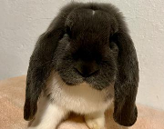 Fundtier Tier-ID 38852