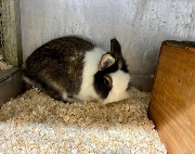 Fundtier Tier-ID 38853