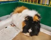 Fundtier Tier-ID 39335