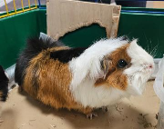 Fundtier Tier-ID 39336