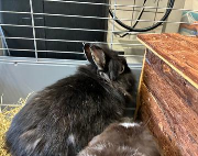 Fundtier Tier-ID 39484