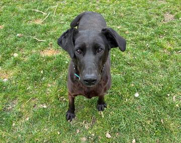 Labrador Retriever-Mischling