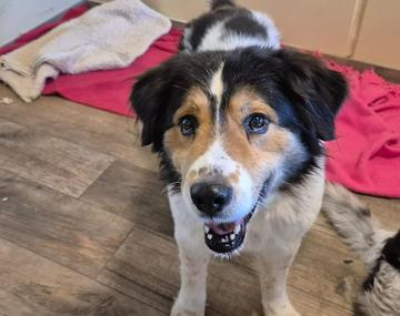 Berner Sennenhund-Mischling