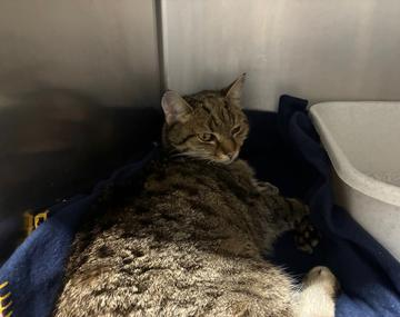 Europäische Hauskatze