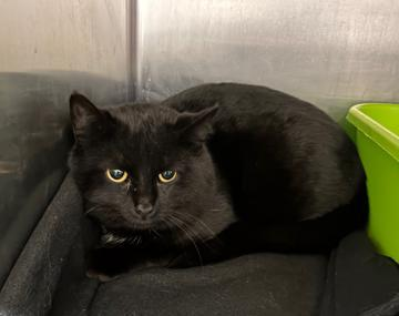 Europäische Hauskatze