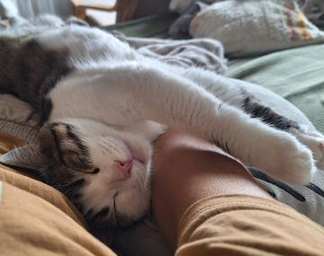 Europäische Hauskatze