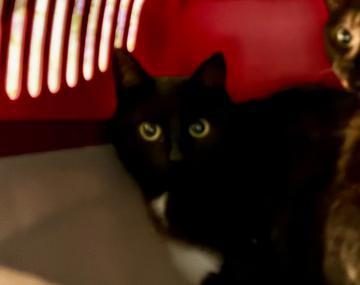 Europäische Hauskatze