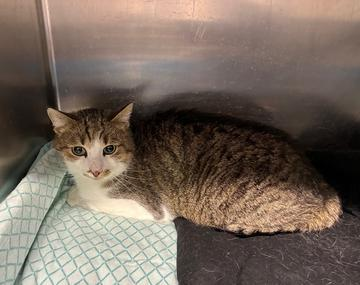 Europäische Hauskatze