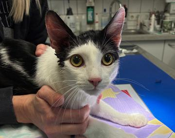 Europäische Hauskatze