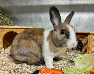 Kaninchen