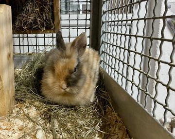 Kaninchen