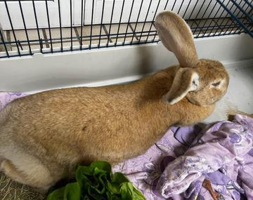 Kaninchen