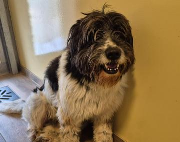 Fundtier Tier-ID 39196