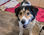 Fundtier Tier-ID 39197