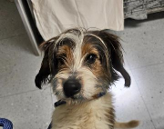 Fundtier Tier-ID 39200