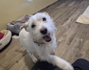 Fundtier Tier-ID 39201