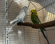 Fundtier Tier-ID 39629