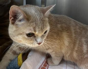 Fundtier Tier-ID 39634