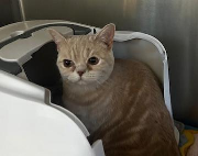 Fundtier Tier-ID 39633