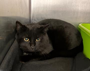 Fundtier Tier-ID 39768