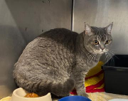 Fundtier Tier-ID 39789