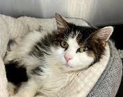 Fundtier Tier-ID 38899