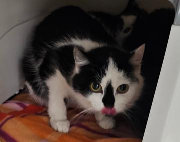 Fundtier Tier-ID 39302