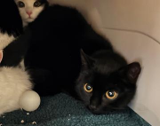 Fundtier Tier-ID 39303