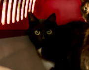 Fundtier Tier-ID 39420