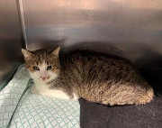 Fundtier Tier-ID 39439