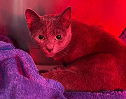 Fundtier Tier-ID 39449